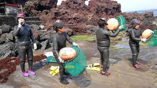 Haenyeo Sea women female divers in the Korean province of Jeju [upl. by Akirehs]