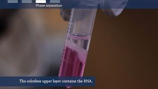 How to isolate RNA from tissue or cells [upl. by Gayleen]