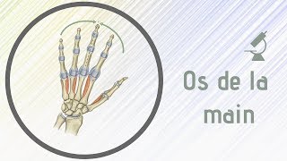 Osteologie  Anatomie des os de la main [upl. by Eilime]