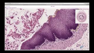 Histology Helper  Epithelium Histology [upl. by Addie216]