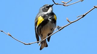 Paruline à croupion jaune chant  Yellowrumped Warbler song [upl. by Assirolc]