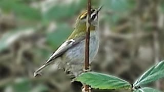 Firecrest at Tehidy Woods [upl. by Nylrad]