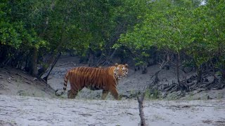 Feared Loved Worshipped The Enigma of the Sundarbans Tiger [upl. by Arebma]