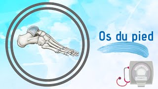 Osteologie  Anatomie des os du pied [upl. by Leamaj]