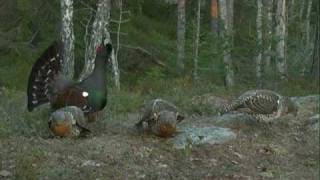 Capercaillie display in Mykland Norway 2010 [upl. by Anifesoj]