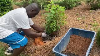 How to plant a Panicle Hydrangea ‘Pinky Winky’  June 2021 [upl. by Raines392]