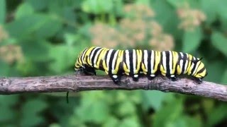 Life Cycle of the Monarch Butterfly [upl. by Gnos]