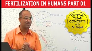 Fertilization in Humans  Conception  Embryology  18 [upl. by Lehcin483]