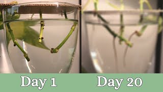 20 Day Time Lapse of Pothos Propagation  Root Development [upl. by Earlie]