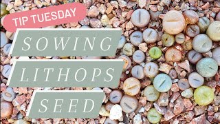 Tip Tuesday Sowing Lithops Seed [upl. by Amme]