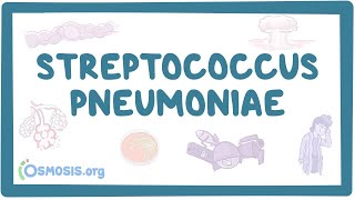 Streptococcus pneumoniae  an Osmosis Preview [upl. by Barnett]