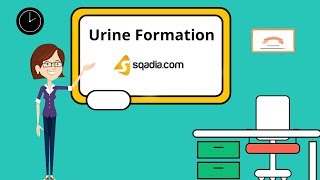 Urine Formation  Physiology Student Animation  Medical VLearning  sqadiacom [upl. by Trip11]