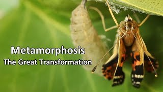 Metamorphosis  The Great Transformation [upl. by Cardon]