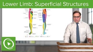 Lower Limb Superficial Structures amp Cutaneous Innervations – Anatomy  Lecturio [upl. by Alisha929]