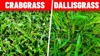 How to Kill Crabgrass and Dallisgrass in the Lawn [upl. by Sapowith]