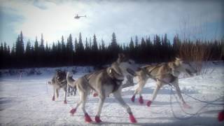 Broken record broken dreams An Iditarod story [upl. by Ariait]