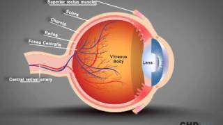 Human Eye Structure Eye Anatomy Explained [upl. by Aihgn816]