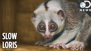 Everything You Need To Know About The Slow Loris [upl. by Ytinirt638]