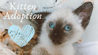 Siamese Kitten Adoption First Week With Skye [upl. by Fawn]