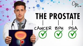 WHAT IS THE PROSTATE  BPH  Cancer  PSA  More  Doctor Mike [upl. by Ellinnet920]