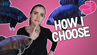 Betta Breeding  How I Pick The Best Fish to Breed Traits Overview [upl. by Jdavie]