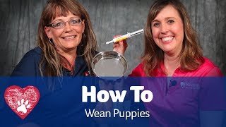 Weaning Puppies Pet Care Pro Show [upl. by Whall]