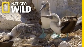 The BlueFooted Booby Dance  Destination WILD [upl. by Cooke]