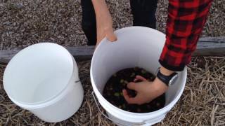 Easy Method to Brine Olives [upl. by Atteuqram754]