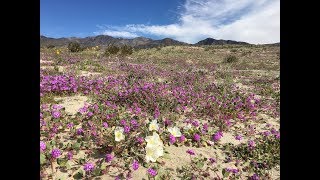 Abronia villosa sand verbena [upl. by Arac]