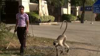 Langur attacks his owner [upl. by Oeniri]