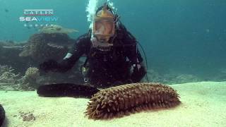 Seaview Science Video Sea Cucumbers [upl. by Alakcim384]