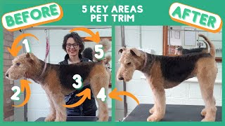 AIREDALE TERRIER PET TRIM  5 KEY AREAS [upl. by Bowers797]