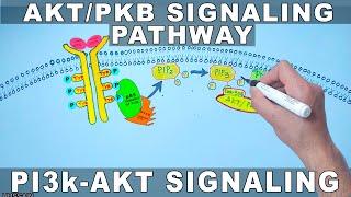 AKTPKB Signaling Pathway  PI3k Signaling [upl. by Legnaleugim275]