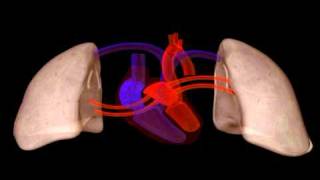 Heart Structure  Biology  Anatomy [upl. by Duncan]