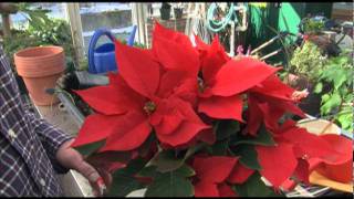 How to Get Poinsettias to Bloom [upl. by Ollopa]