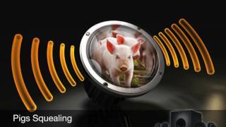 Pigs SquealingSound Effect [upl. by Donatelli39]