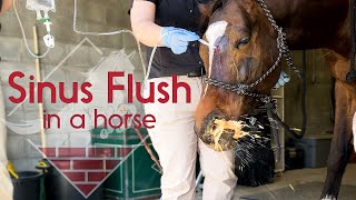 Flushing a Horses Sinus [upl. by Hornstein]