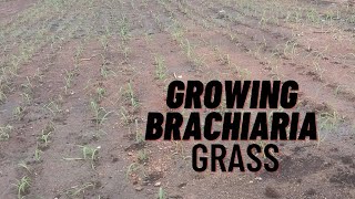 Transplanting Brachiaria Grass [upl. by Yrellam510]