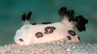 Facts The Dotted Nudibranch [upl. by Rame]