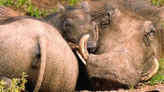 The Smart Way Warthogs Keep Insects at Bay [upl. by Danell]