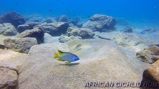 Chizumulu Island  Lake Malawi Cichlids  HD Underwater Footage [upl. by Allegra]