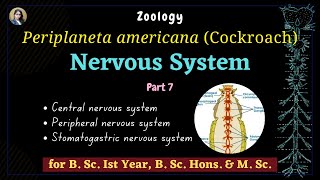 Periplaneta americana cockroach  Nervous System  Part 7  Zoology  B Sc Ist Year [upl. by Stanislaus953]