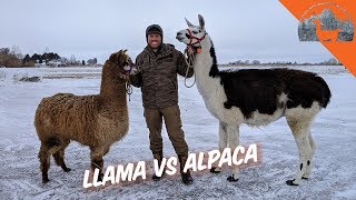 LLAMA VS ALPACA  Ep72  Llama Life [upl. by Otsugua67]