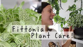 Fittonia Plant Care Tips amp Tricks  Fittonia Houseplant Care [upl. by Genesa]