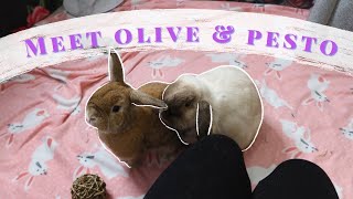 BRINGING MY BUNNIES HOME meet my holland lop  mini lop rabbits [upl. by Gardie]