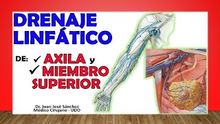 🥇 DRENAJE LINFÁTICO del MIEMBRO SUPERIOR y la AXILA Ganglios Axilares [upl. by Dewees]