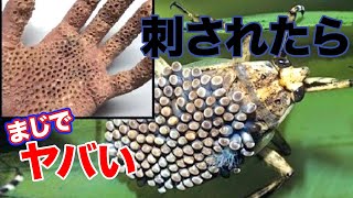 世界で刺されたら最も痛い生き物 [upl. by Britney]