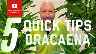 5 Quick tips Dracaena [upl. by Ott53]