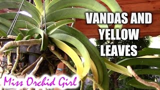 Yellow leaves on Vanda Orchid  What do they mean [upl. by Htebi]