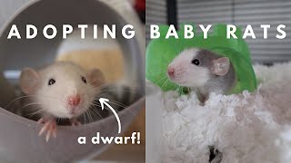 Bringing Home New Baby Rats [upl. by Enyehc]